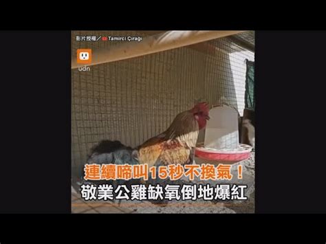 公雞啼鳴意思|雞鳴的解釋